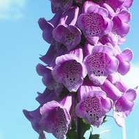 Buy canvas prints of Sweet Sweet Foxglove 1 by Eleanor McCabe