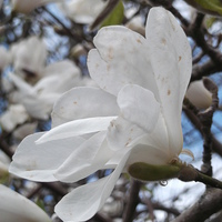 Buy canvas prints of Spring Magnolia by Eleanor McCabe