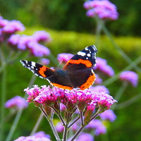 Buy canvas prints of  Bright Red Admiral! by Eleanor McCabe