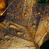Buy canvas prints of  Frosty Autumn Beauty! by Eleanor McCabe