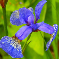 Buy canvas prints of  Shiny Blue Summer Iris! by Eleanor McCabe