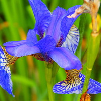 Buy canvas prints of  Summer Sky Blue Silky Iris by Eleanor McCabe