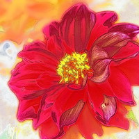 Buy canvas prints of  Red Hot Spicy Summer Beauty by Eleanor McCabe
