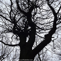 Buy canvas prints of Tall Tree by Joanne Partington