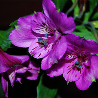 Buy canvas prints of peruvian lily by linda cook