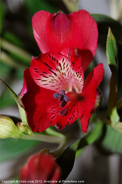 red alstroemeria flower Picture Board by linda cook