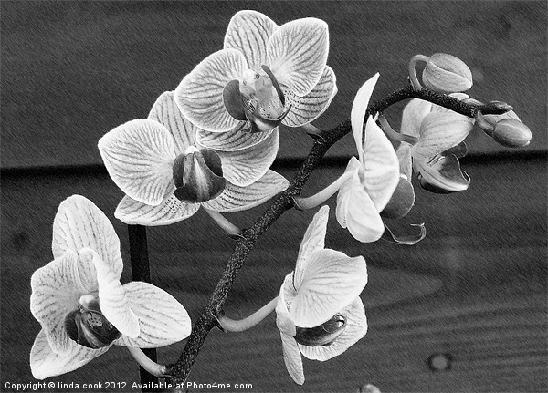 flowering oriental orchid Picture Board by linda cook