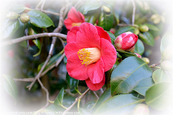 camellia japonica Picture Board by linda cook