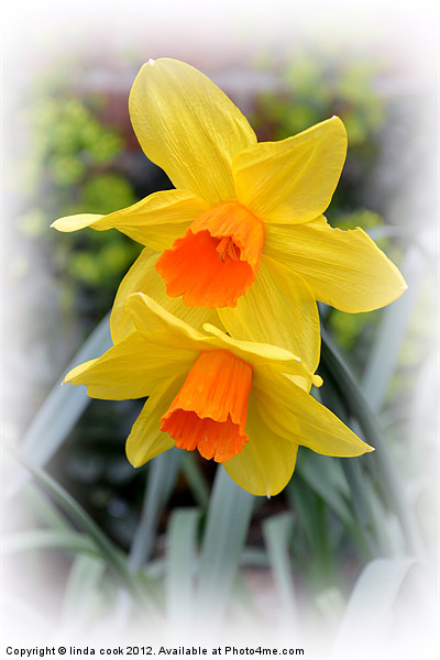 delightful garden daffodils Picture Board by linda cook