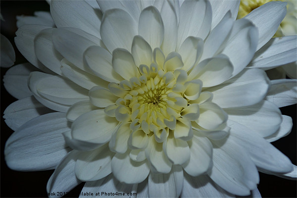 a white chrysanthemum Picture Board by linda cook