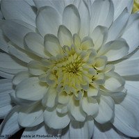Buy canvas prints of a white chrysanthemum by linda cook