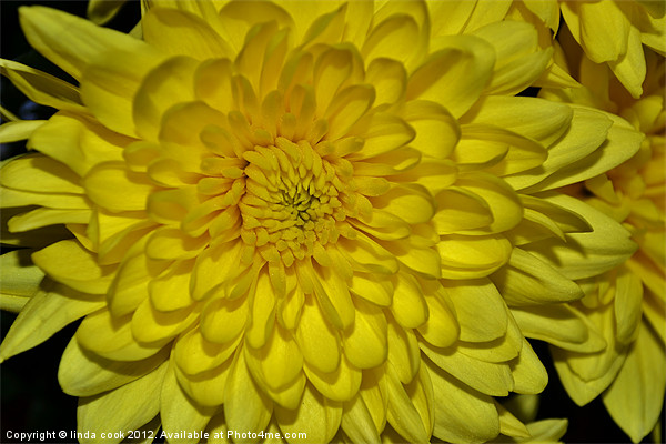 yellow chrysanthemum Picture Board by linda cook