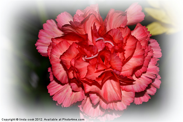 pretty pink carnation Picture Board by linda cook