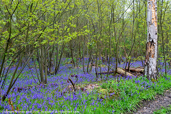 sea of bluebells in essex Picture Board by linda cook