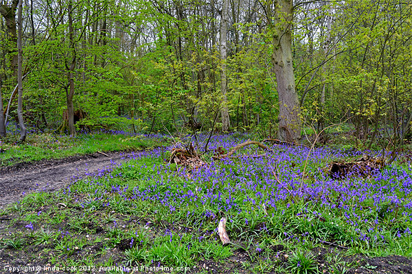 essex bluebells 1 Picture Board by linda cook