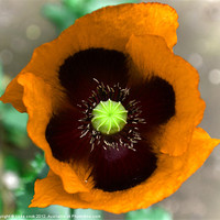 Buy canvas prints of the poppy, flower of rememberance 2 by linda cook