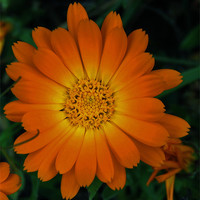 Buy canvas prints of calendula, the field marigold by linda cook