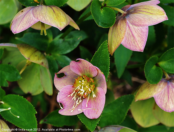 the garden hellebore Picture Board by linda cook