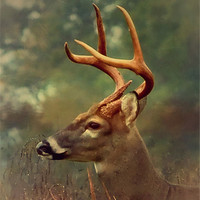 Buy canvas prints of Oh Deer by Stephanie Clayton