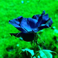 Buy canvas prints of Blue Rose by Stephanie Clayton