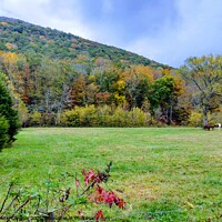 Buy canvas prints of Autumn Horses by Stephanie Clayton