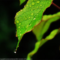 Buy canvas prints of Raindrops on a leaf by michelle whitebrook