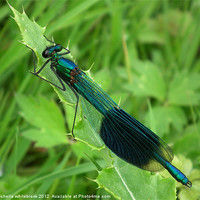 Buy canvas prints of Blue Damsel Fly by michelle whitebrook