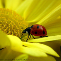 Buy canvas prints of 7 spotted Ladybird by michelle whitebrook