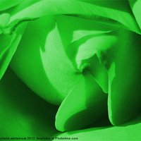 Buy canvas prints of Green Rose by michelle whitebrook