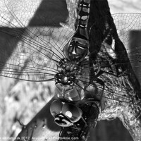 Buy canvas prints of Dragonfly B/W by michelle whitebrook