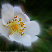 Buy canvas prints of Soft flower by michelle whitebrook