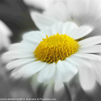 Buy canvas prints of soft daisy 3 by michelle whitebrook