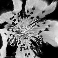 Buy canvas prints of Soft flower 8 b/w by michelle whitebrook