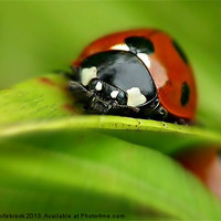 Buy canvas prints of ladybird closeup by michelle whitebrook