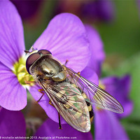 Buy canvas prints of Pretty Hoverfly by michelle whitebrook