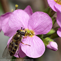 Buy canvas prints of Hover fly Lunch Time by michelle whitebrook