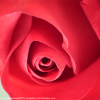 Buy canvas prints of SOFT ROSE 7 by michelle whitebrook