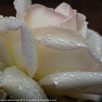 Buy canvas prints of Rain and Roses by michelle whitebrook