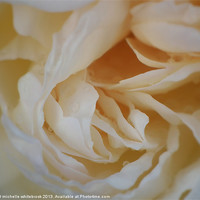 Buy canvas prints of Dreamy Rose by michelle whitebrook