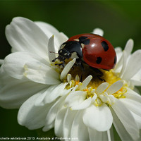 Buy canvas prints of Ladybug by michelle whitebrook