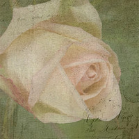 Buy canvas prints of Vintage Rose 6 by michelle whitebrook