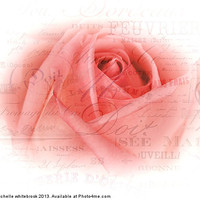 Buy canvas prints of French Rose 9 by michelle whitebrook
