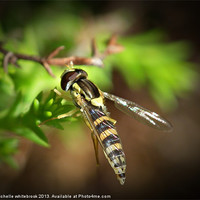 Buy canvas prints of Hover fly 5 by michelle whitebrook
