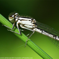 Buy canvas prints of Damselfly up close by michelle whitebrook
