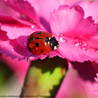 Buy canvas prints of ladybird close up 9 by michelle whitebrook