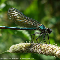 Buy canvas prints of Pretty Dragon fly by michelle whitebrook