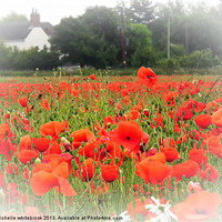 Buy canvas prints of Poppy Cottage by michelle whitebrook