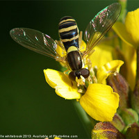 Buy canvas prints of hover fly by michelle whitebrook