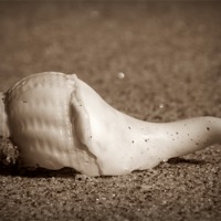 Buy canvas prints of Lone Shell by michelle whitebrook