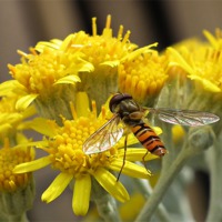 Buy canvas prints of Hoverfly  feasting by michelle whitebrook